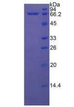 Human HSPA1A Protein (Recombinant His)