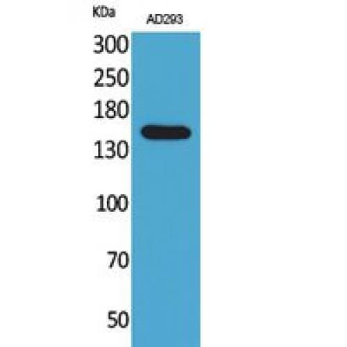 Polyclonal Rabbit anti-Human PNPLA6 / NTE Antibody (1031-1080 aa, Internal, IHC, WB)
