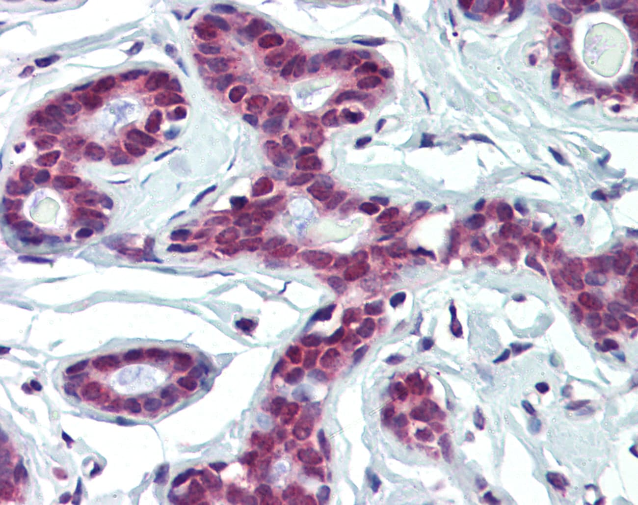FUBP1 Antibody (aa540-589)