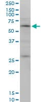 OTOP2 Antibody (clone 4F6)