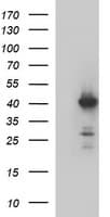 HAUS7 Antibody (clone OTI2F2)