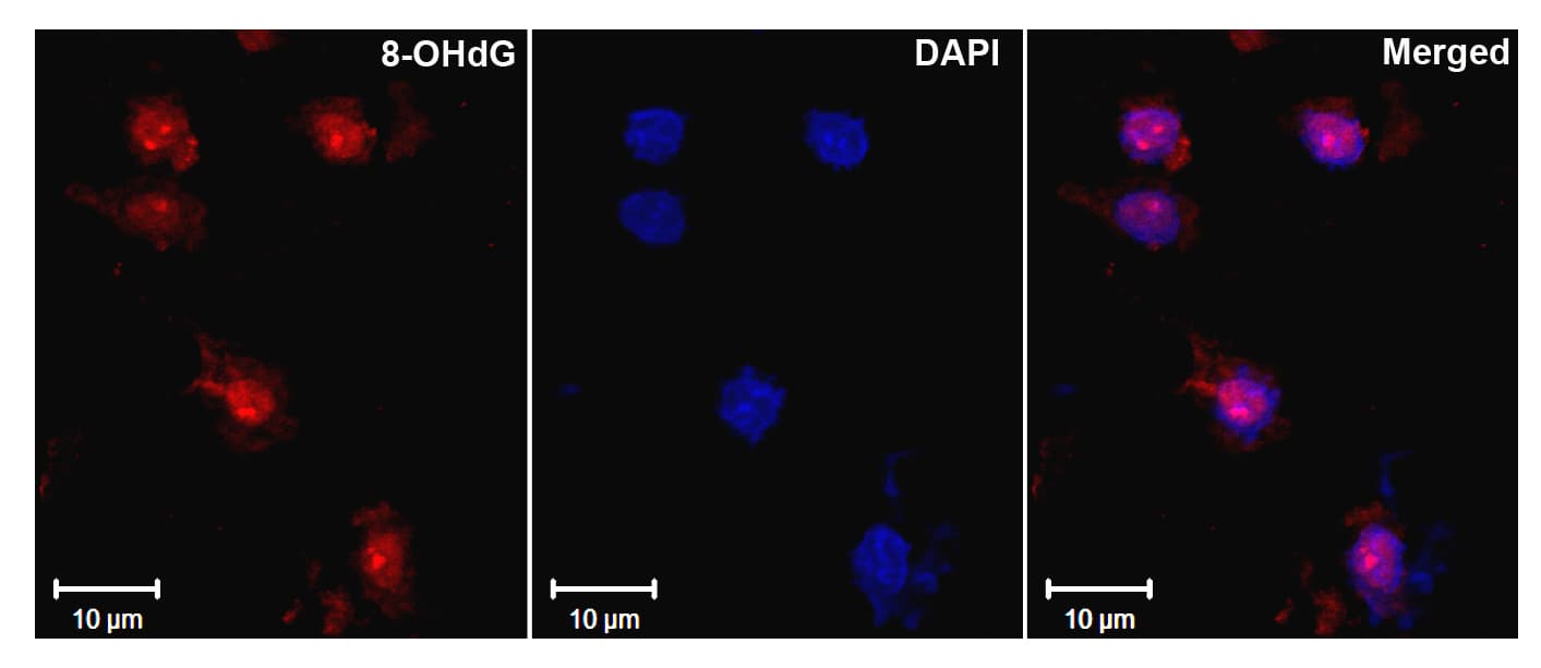 DNA Damage / RNA Damage Antibody (clone 15A3, APC)