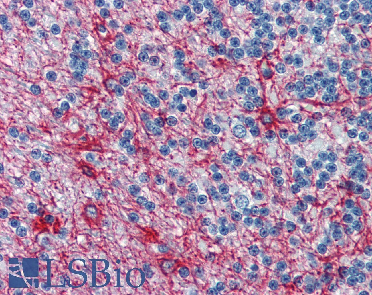 PathPlus™ Monoclonal Mouse anti-Pig GFAP Antibody (clone GF-01, IHC, WB)