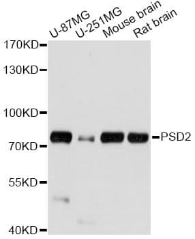 PSD2 Antibody