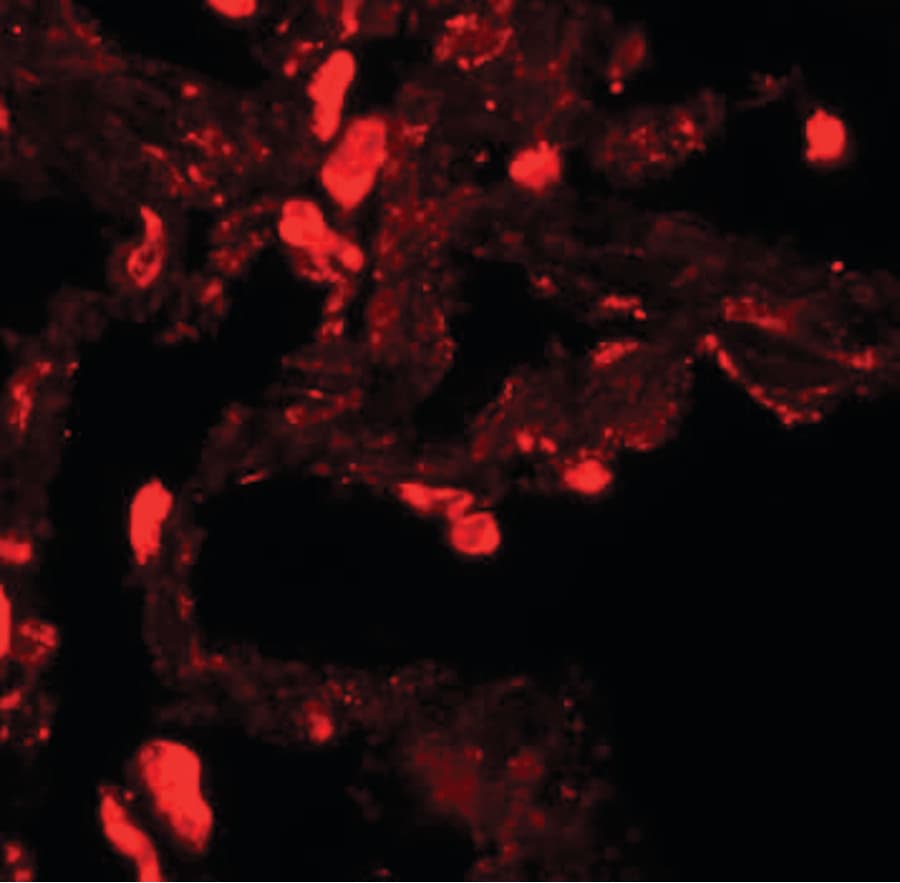 Polyclonal Rabbit anti-Human EZH1 / ENX-2 Antibody (IHC, IF, WB)