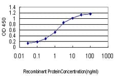 Monoclonal Mouse anti-Human ING1 Antibody (clone 1C9, WB)