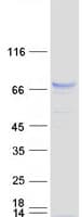 Human SNPH Protein (Recombinant Myc-DDK (Flag))
