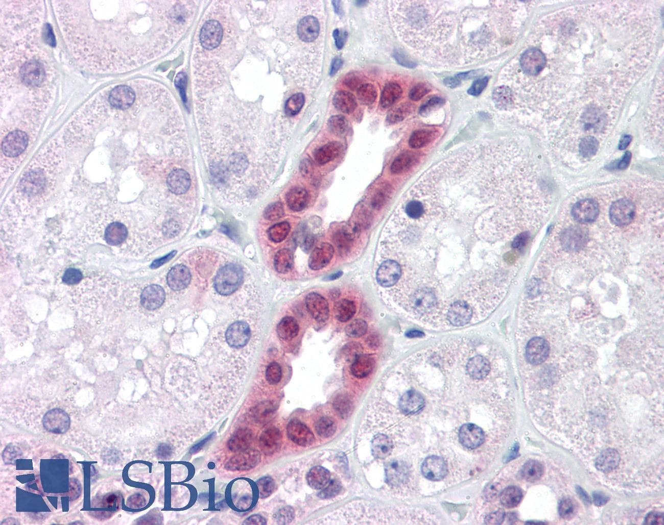 IHC-plus™ PAX2 Antibody (clone 3C7)