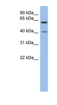 B3GALTL Antibody (C-Terminus)