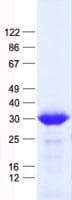 Human RANBP1 Protein (Recombinant His, N-Terminal)