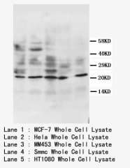 APOA1 / Apolipoprotein A 1 Antibody (N-Terminus)