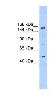 SHPRH Antibody (aa251-300)