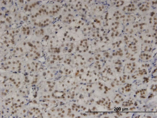 TBX3 Antibody (clone 7H6)