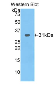 LRPAP1 Antibody (aa111-360, APC)