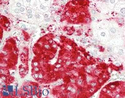 MPZ / P0 Antibody (aa30-248)