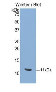 SLC2A1 / GLUT-1 Antibody (aa251-329, PE)