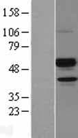 ANGPTL7 / CDT6 Protein (Over-Expression Lysate Myc-DDK (Flag))