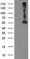 MKRN1 Antibody (clone OTI1G6)