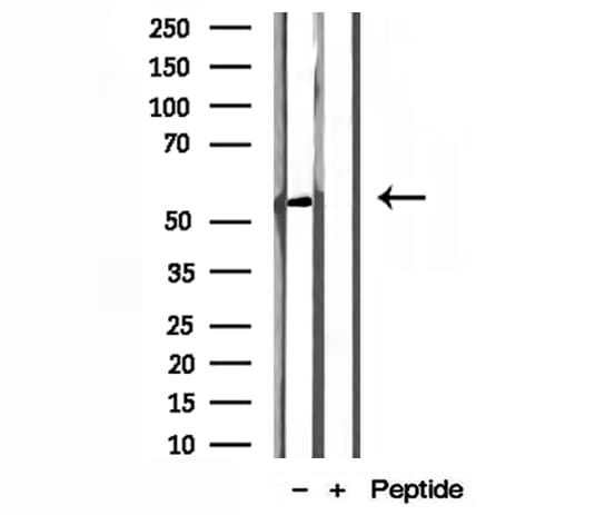 NEU4 Antibody