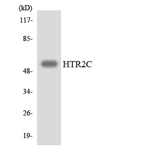 Polyclonal Rabbit anti-Human HTR2C / 5-HT2C Receptor Antibody (aa388-437, WB)