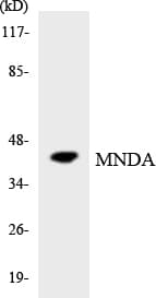 Polyclonal Rabbit anti-Human MNDA Antibody (aa357-406, WB)
