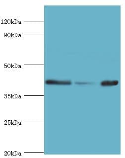 ARFGAP1 Antibody (aa1-220)