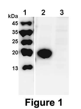 Human WFDC2 / HE4 Protein (Over-Expression Lysate 6His, C-terminus)