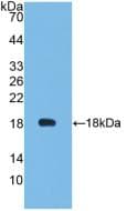 Leptin Antibody (clone C10)