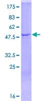 Human Complement C1QA Protein (Recombinant GST)