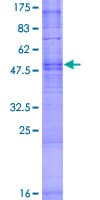 Human OR1Q1 Protein (Recombinant GST)