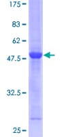 Human RAB5C Protein (Recombinant GST)