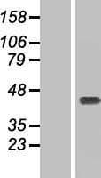 CCDC50 Protein (Over-Expression Lysate Myc-DDK (Flag))