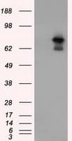 ARNT / HIF-1-Beta Antibody (clone OTI1D10)
