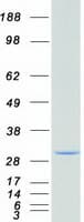Human LGALS3 / Galectin 3 Protein (Recombinant Myc-DDK (Flag))