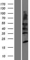 YIPF2 Protein (Over-Expression Lysate Myc-DDK (Flag))