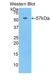 MX1 / MX Antibody (aa43-308)