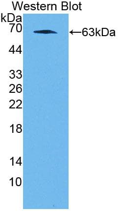 NF1A / NFIX Antibody (aa13-298, Biotin)