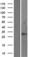 RAB40C Protein (Over-Expression Lysate Myc-DDK (Flag))