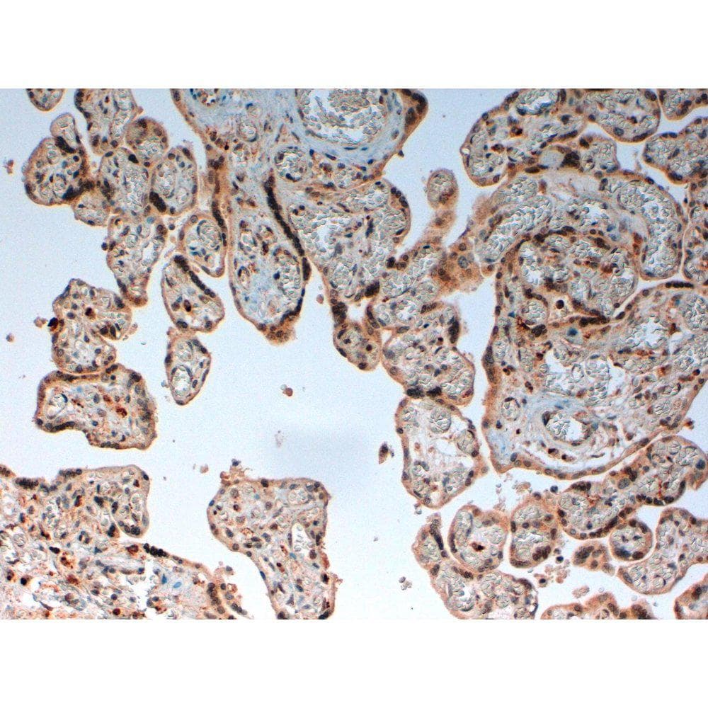Complement C4d Antibody (clone LH61)