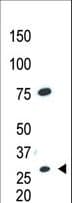 CDX1 Antibody (aa236-265)