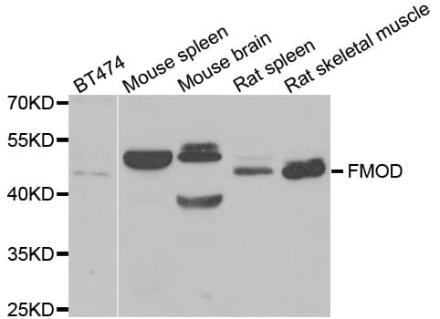Polyclonal Rabbit anti-Human FMOD / Fibromodulin Antibody (IHC, WB)