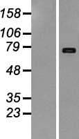 Human CD118 / LIF Receptor Alpha Protein (Over-Expression Lysate Myc-DDK (Flag))
