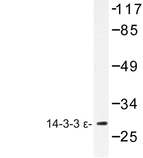 YWHAE / 14-3-3 Epsilon Antibody (Asp238)