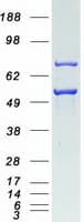 Human FKBP5 / FKBP51 Protein (Recombinant Myc-DDK (Flag))