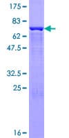 Human CPA2 Protein (Recombinant GST)