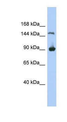 MGC50722 Antibody (aa71-120)