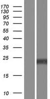 AMELX Protein (Over-Expression Lysate Myc-DDK (Flag))