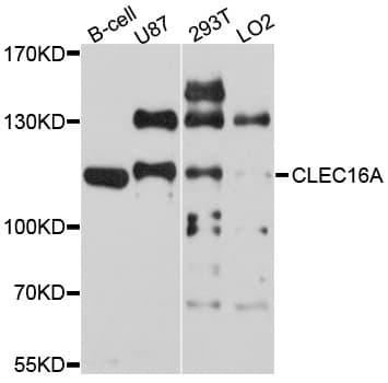 CLEC16A / KIAA0350 Antibody