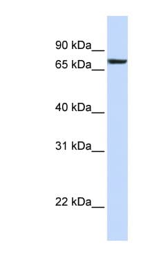 HS2ST1 Antibody (N-Terminus)