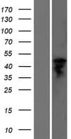 GGT6 Protein (Over-Expression Lysate Myc-DDK (Flag))